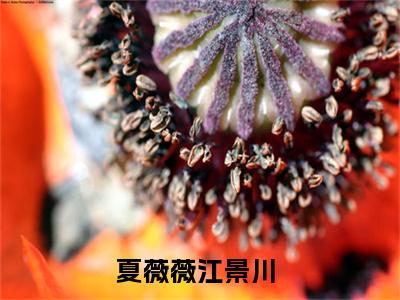 夏薇薇江景川（夏薇薇江景川）全文阅读完整版_夏薇薇江景川（夏薇薇江景川）小说免费阅读大结局无删减（夏薇薇江景川）