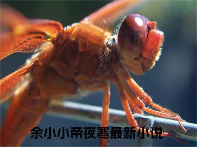 （热推新书）《余小小帝夜寒》全文免费阅读最新章节大结局-大佬追妻太辛苦无弹窗阅读