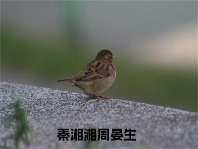 秦湘湘周晏生（秦湘湘周晏生）全文免费阅读最新章节_秦湘湘周晏生小说免费最新章节列表_笔趣阁