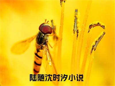 陆随沈时汐全集小说完整版大结局-小说陆随沈时汐全文完整版免费阅读