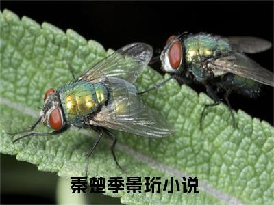 秦楚季景珩完整版全文在线赏析-秦楚季景珩全文在线阅读