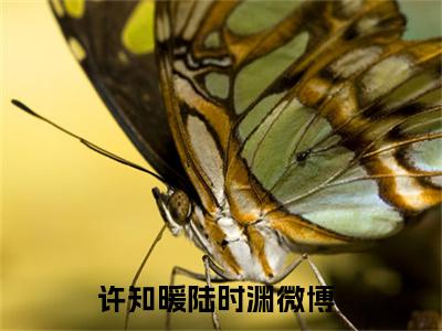 许知暖陆时渊（许知暖陆时渊）全文免费阅读-许知暖陆时渊最新章节在线阅读