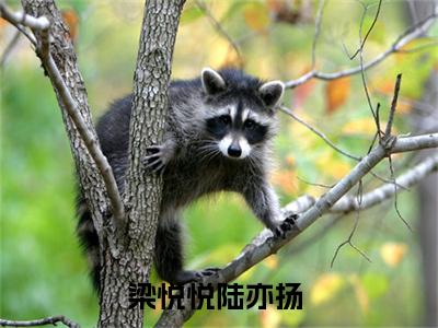 梁悦悦陆亦扬最新（梁悦悦陆亦扬 ）全文免费阅读无弹窗大结局笔趣阁