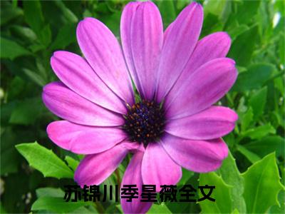 苏锦川季星薇小说（苏锦川季星薇）全文免费阅读无弹窗大结局_苏锦川季星薇最新章节在线阅读