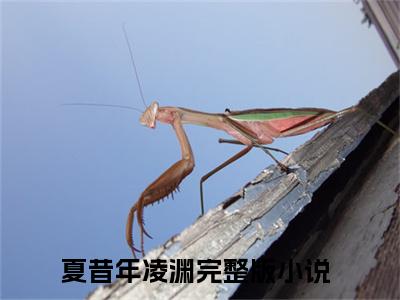 夏昔年凌渊（夏昔年凌渊）全文完整版免费阅读_（夏昔年凌渊全文免费阅读）最新章节列表