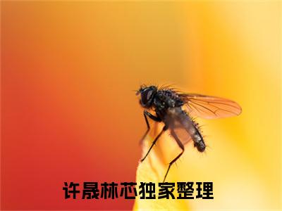 许晟林芯小说校草男神的小祖宗又软又甜全文免费阅读无弹窗-正版小说许晟林芯全文阅读（后续+免费）