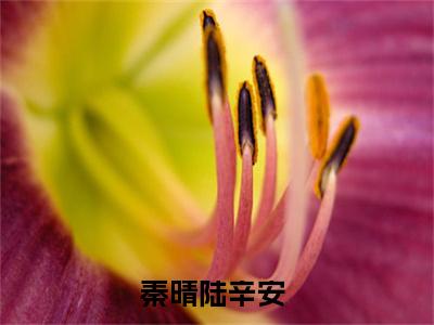 秦晴陆辛安(秦晴陆辛安)全文免费阅读_秦晴陆辛安章节免费阅读-笔趣阁