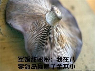 （番外）+（全文）叶婉婉陆尧（军婚甜蜜蜜：我在八零海岛赢麻了）精彩小说-小说军婚甜蜜蜜：我在八零海岛赢麻了全文无删减版免费阅读