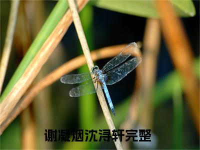 谢凝烟沈浔轩无广告小说免费阅读，谢凝烟沈浔轩谢凝烟沈浔轩完结小说在线阅读