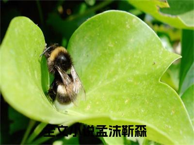 孟沫靳森（孟沫靳森）小说全文免费阅读无弹窗大结局_（孟沫靳森）孟沫靳森最新章节列表笔趣阁（孟沫靳森）