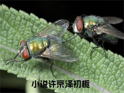 许京泽初栀在线阅读全文免费阅读无弹窗大结局-许京泽初栀最新章节列表-笔趣阁