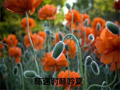 《陈遇时林吟夏》最新章节免费阅读-陈遇时林吟夏无广告小说精彩阅读