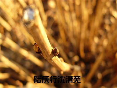 陆厌行沈清芜书名是《陆厌行沈清芜》在线赏析_陆厌行沈清芜txt小说阅读_陆厌行沈清芜在线阅读笔趣阁