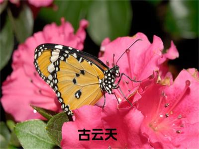 （热推新书）《古云天》全文免费阅读最新章节大结局-我的绝美女邻居无弹窗阅读