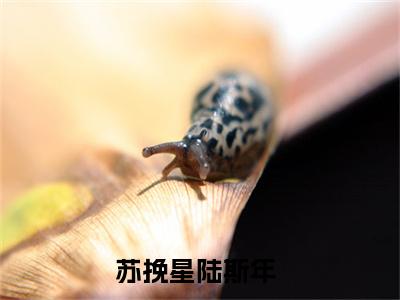 苏挽星陆斯年（苏挽星陆斯年）全文无弹窗阅读-苏挽星陆斯年最新章节完整版阅读