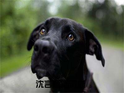 沈言颜陆沉越（沈言颜陆沉越）小说第20章第3节讲述的是什么？沈言颜陆沉越小说在线阅读