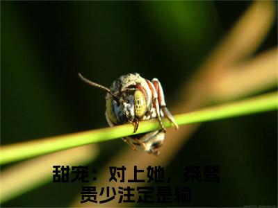 甜宠：对上她，桀骜贵少注定是输（秦殊宋莹）小说免费无弹窗大结局-甜宠：对上她，桀骜贵少注定是输小说全文完整版阅读