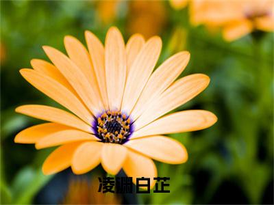 凌渊白芷全文阅读 凌渊白芷小说最新章节