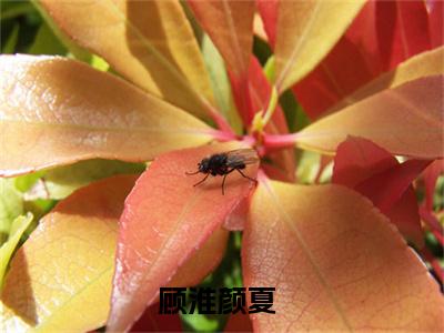 顾淮颜夏已完结小说全集阅读（顾淮颜夏完整版大结局）顾淮颜夏小说全文阅读笔趣阁