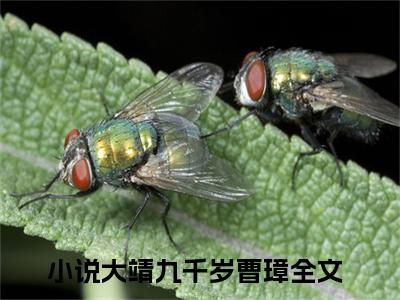 大靖九千岁曹璋全文免费阅读小说今日已更新最新章节_大靖九千岁曹璋全文免费阅读最新章节列表