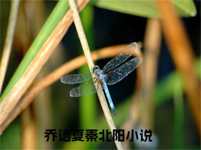 乔语夏秦北阳免费阅读结局乔语夏秦北阳无弹窗全本免费阅读