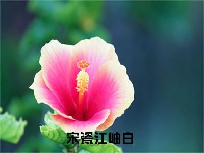 宋瓷江岫白精彩章节免费阅读-宋瓷江岫白小说完整版