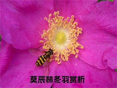 莫辰林冬羽小说《莫辰林冬羽》全章节阅读-莫辰林冬羽精彩小说全文赏析