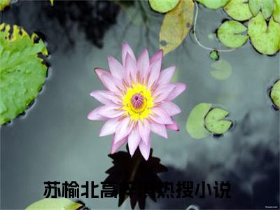 苏榆北高梓淇（苏榆北高梓淇）精彩热门小说-苏榆北高梓淇全章节免费阅读