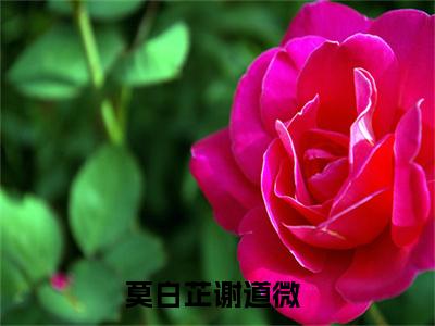 莫白芷谢道微全文免费阅读（莫白芷谢道微小说）全文免费阅读无弹窗大结局_(莫白芷谢道微小说小说免费阅读)最新章节列表_（莫白芷谢道微）