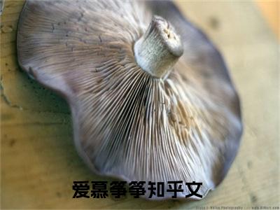 夏筝迟景霆（爱慕筝筝）全文免费阅读无弹窗大结局_夏筝迟景霆全文免费阅读最新章节列表