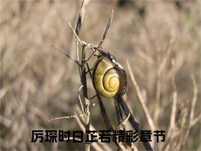 热门推荐小说（厉琛时白芷若）精彩章节阅读-厉琛时白芷若全文免费在线阅读_笔趣阁