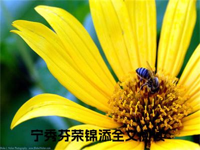 宁秀芬荣锦添独家小说（宁秀芬荣锦添）-（宁秀芬荣锦添）无删版小说推荐