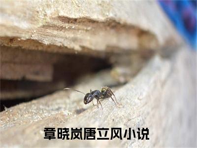 章晓岚唐立风热文结局在线阅读 章晓岚唐立风完整版小说