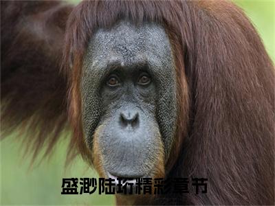 盛渺陆珩小说免费（盛渺陆珩）全文免费阅读无弹窗大结局_（盛渺陆珩）盛渺陆珩小说免费免费阅读无弹窗最新章节列表