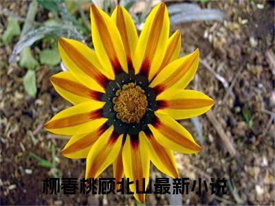 八零：军官北方土狼军嫂水乡娇娘小说全文免费阅读-（柳春桃顾北山）抖音新书热荐八零：军官北方土狼军嫂水乡娇娘全文免费阅读