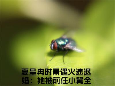 夏星冉时景遇（火速退婚：她被前任小舅全球通缉）是什么小说_主角是（夏星冉时景遇）的小说（火速退婚：她被前任小舅全球通缉）最新章节无弹窗阅读