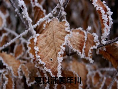 花火似夜烬天明（夏以沫顾年川）免费阅读无弹窗-小说花火似夜烬天明大结局全文免费阅读