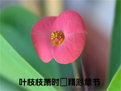 叶枝枝萧时璟全文最新章节（叶枝枝萧时璟）全文免费阅读无弹窗大结局_叶枝枝萧时璟免费阅读（叶枝枝萧时璟全文）