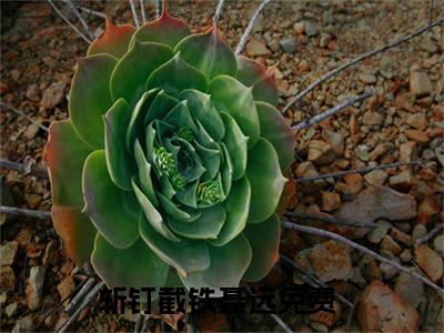 斩钉截铁聂远全集小说完整版大结局-小说斩钉截铁聂远全文完整版免费阅读