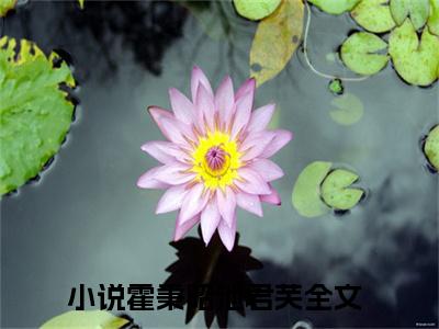 热门小说推荐霍秉昭池君芙-霍秉昭池君芙全文免费大结局