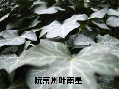 阮京州叶南星（阮京州叶南星）最新章节阅读-（阮京州叶南星）免费阅读大结局无弹窗