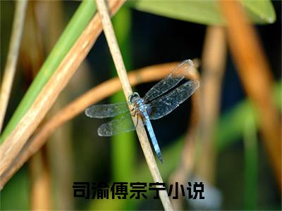 小说司渝傅宗宁（司渝傅宗宁）最新章节免费阅读-（司渝傅宗宁）小说全文无删减版