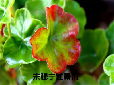 宋穆宁江景沉小说（宋穆宁江景沉）全文免费阅读_（宋穆宁江景沉）小说最新章节列表_笔趣阁（宋穆宁江景沉）