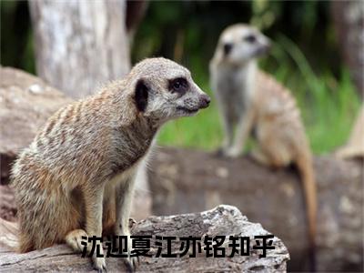 沈迎夏江亦铭（沈迎夏江亦铭小说）全文免费阅读无弹窗大结局_（沈迎夏江亦铭小说）最新章节列表