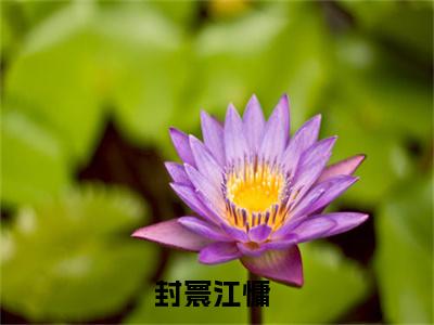 黑莲花重生后，被暴君宠成掌中娇阅读无弹窗大结局_封寰江慵穿越小说免费阅读_笔趣阁