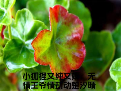 小狐狸又纯又娇，无情王爷情劫动楚汐晴全文免费阅读-小说推荐小狐狸又纯又娇，无情王爷情劫动楚汐晴精彩章节在线阅读