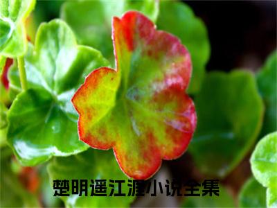 主角为楚明遥江涯的小说精彩阅读-楚明遥江涯最新章节阅读