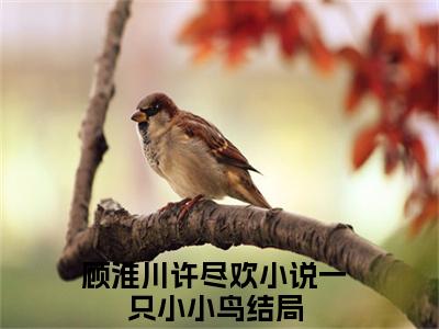 顾淮川许尽欢小说（一只小小鸟）全章节完整版免费小说_顾淮川许尽欢最新章节在线阅读_笔趣阁