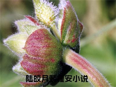 陆皎月裴槿安最新章节（陆皎月裴槿安）全文免费阅读无弹窗大结局_陆皎月裴槿安全文免费阅读