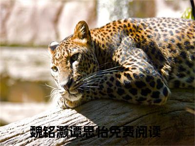 魏铭灏谭思怡免费阅读最新章节无弹窗 魏铭灏谭思怡完整版小说在线阅读